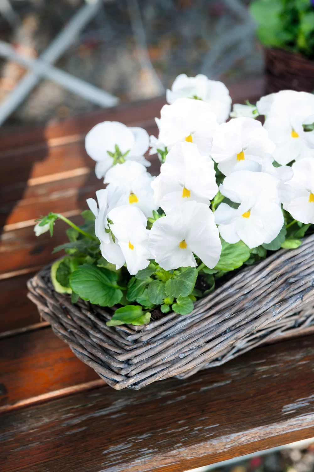 Viola wittrockiana EVO® White Impr.