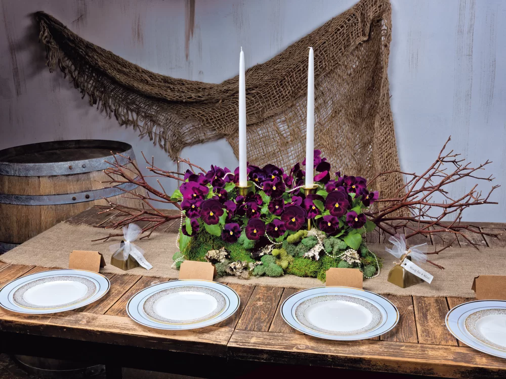 Viola wittrockiana EVO® Big Rose Velour