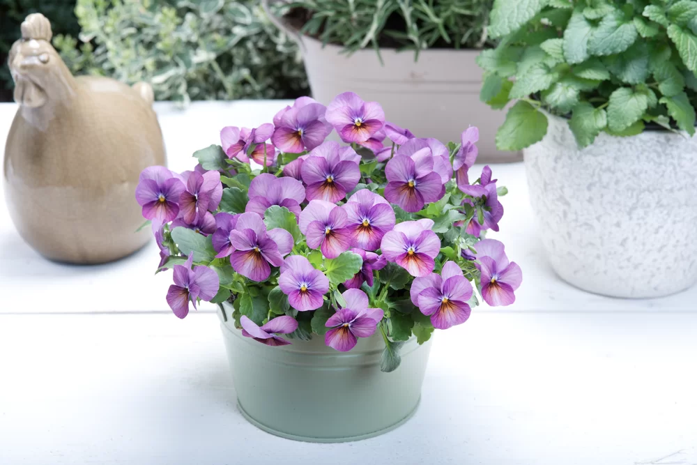 Viola cornuta Everlast Rose Antique