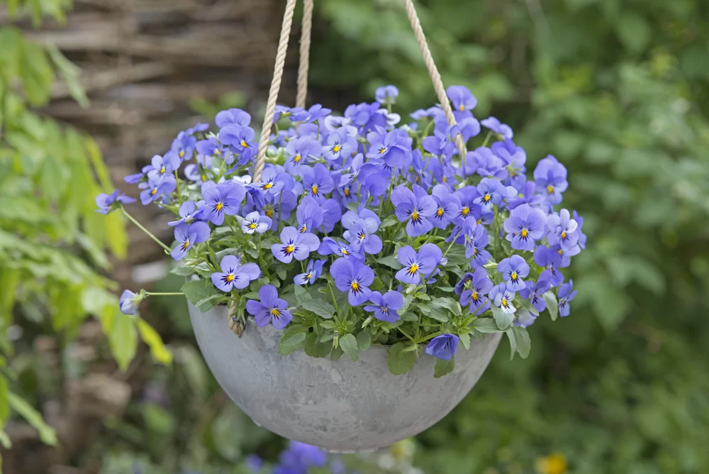 Viola cornuta Everlast Sky Blue