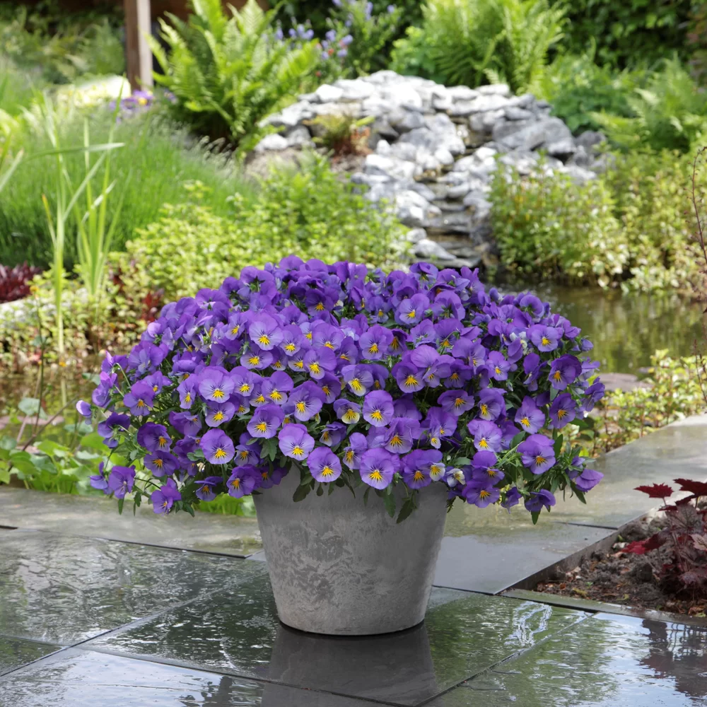 Viola wittrockiana Cool Wave® | Florensis