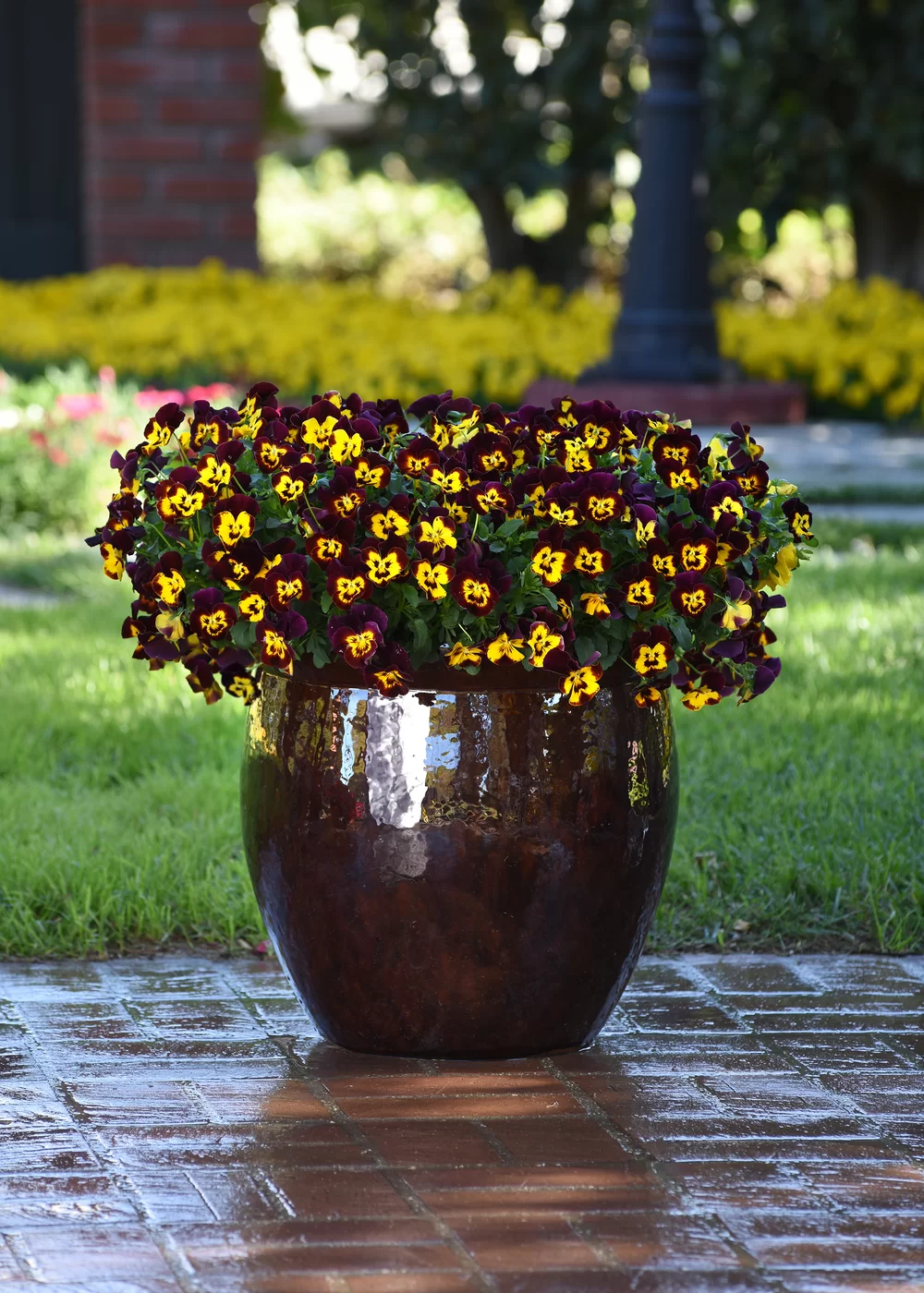 Viola wittrockiana Cool Wave® Fire