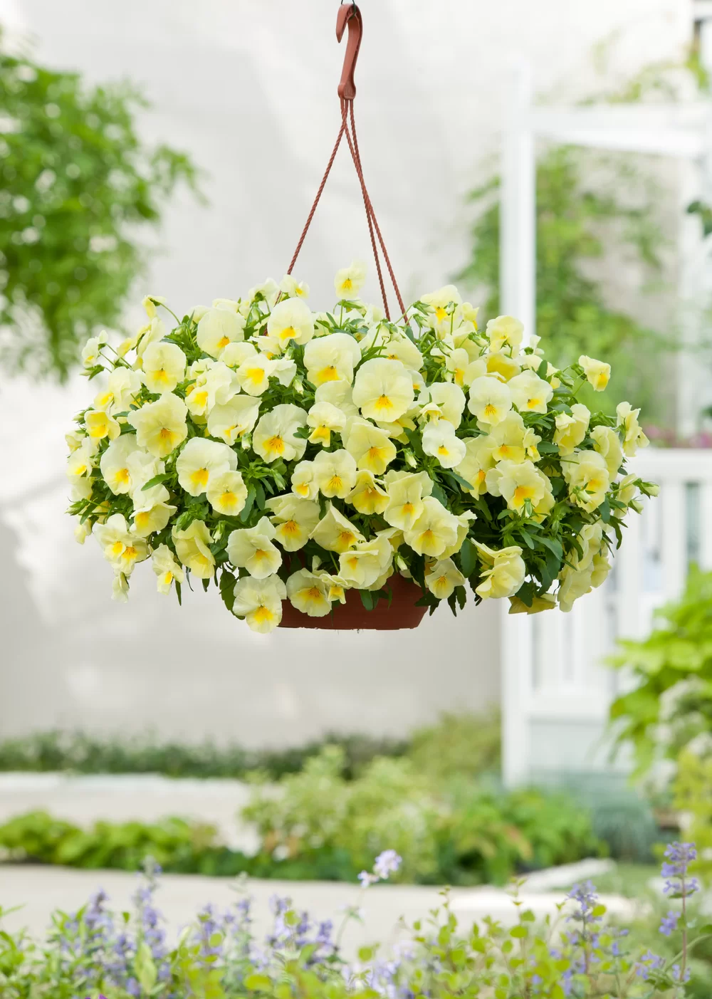 Viola wittrockiana Cool Wave® Lemon