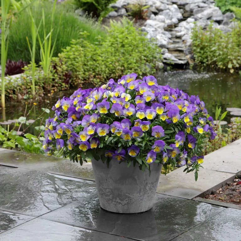 Viola wittrockiana Cool Wave® Morpho