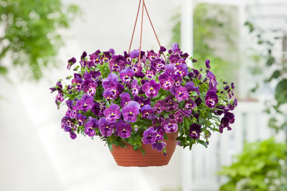 Viola wittrockiana Cool Wave® Raspberry