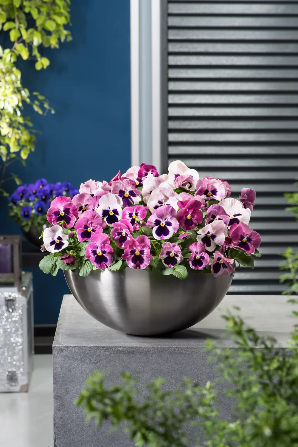 Viola wittrockiana EVO® Big Pink Shades