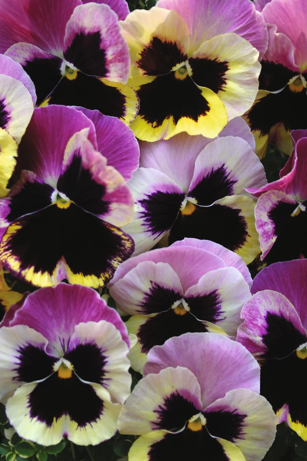 Viola wittrockiana EVO® Rosy Sunset