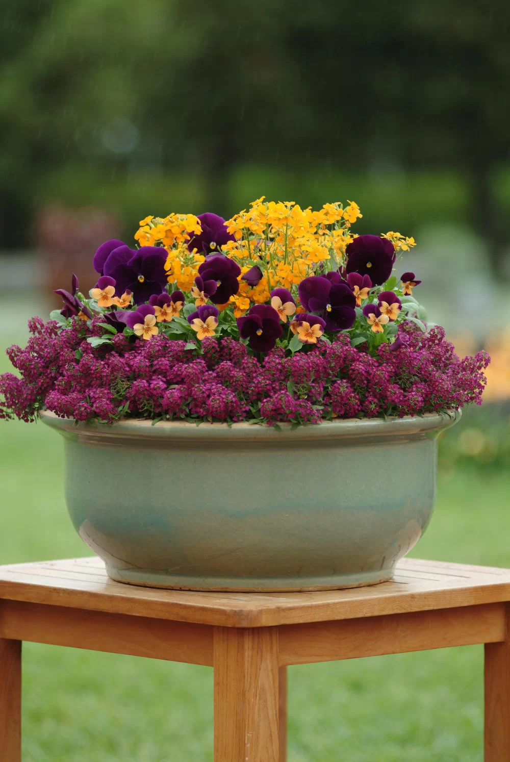 Viola wittrockiana Matrix™ Purple