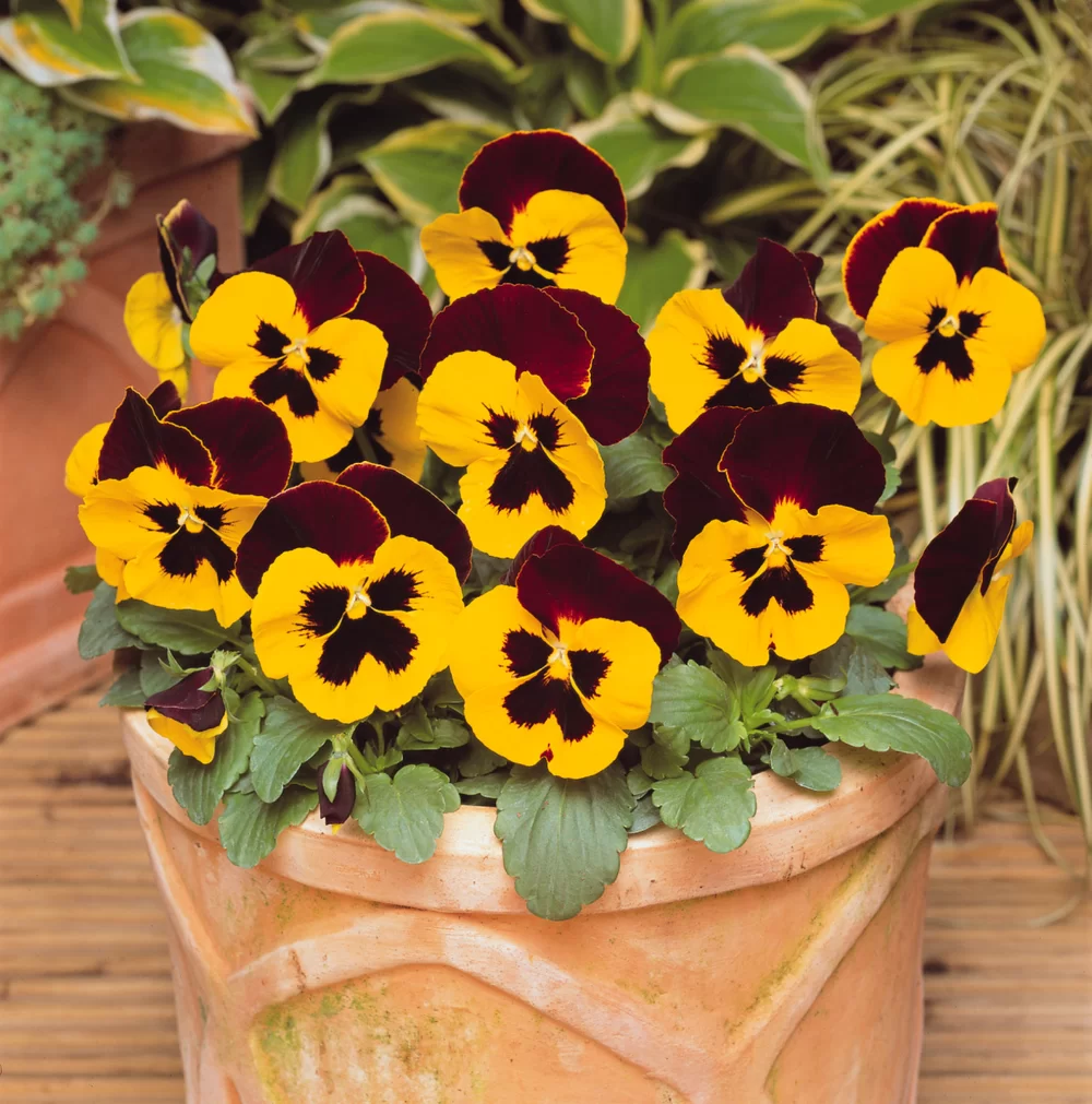 Viola wittrockiana Matrix™ Red Wing