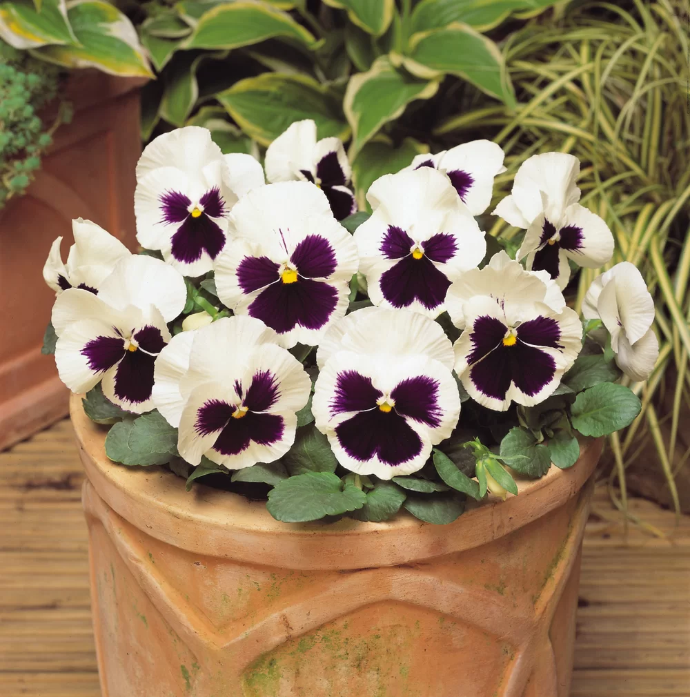 Viola wittrockiana Matrix™ White Blotch