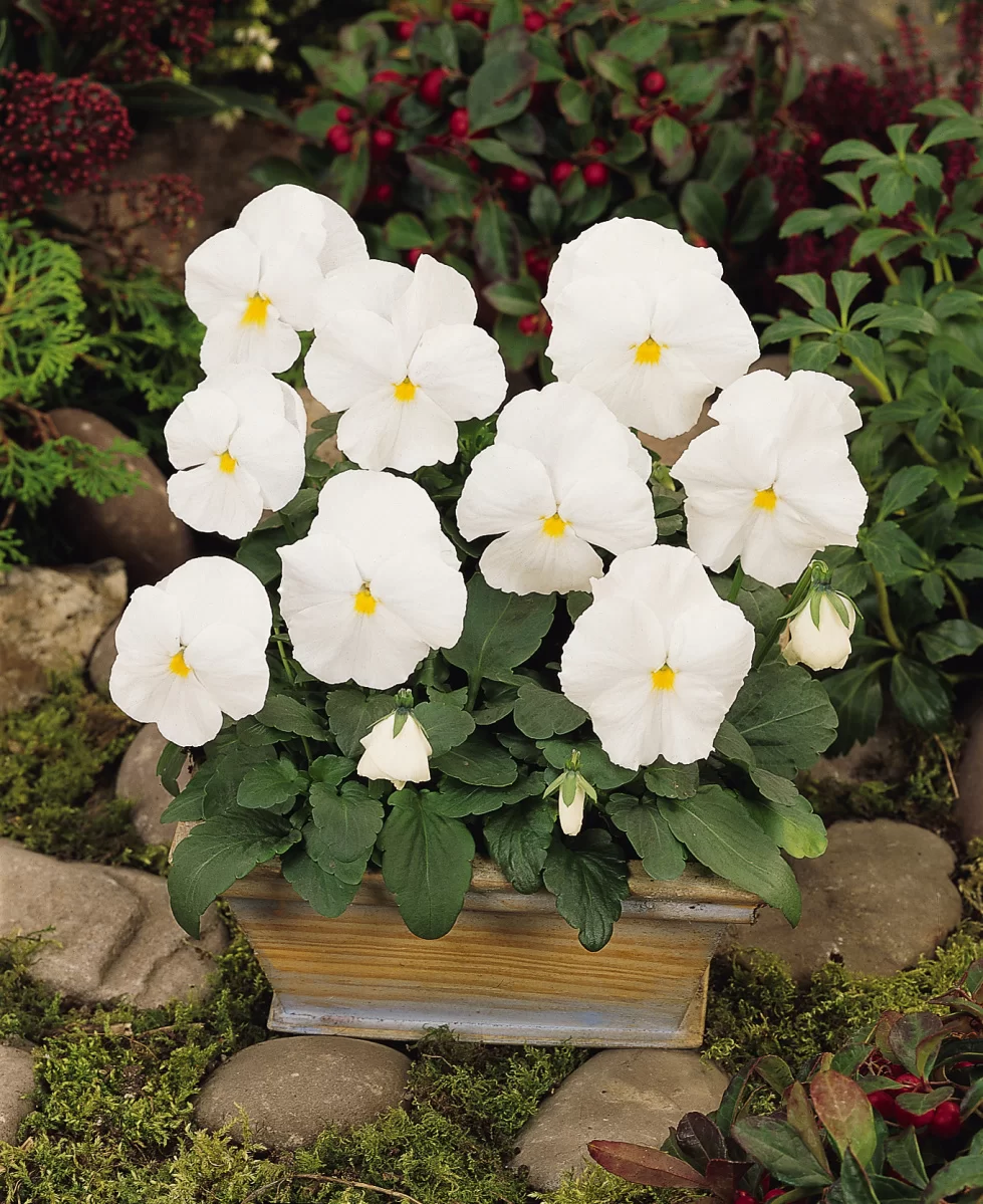 Viola wittrockiana Matrix™ White Clear