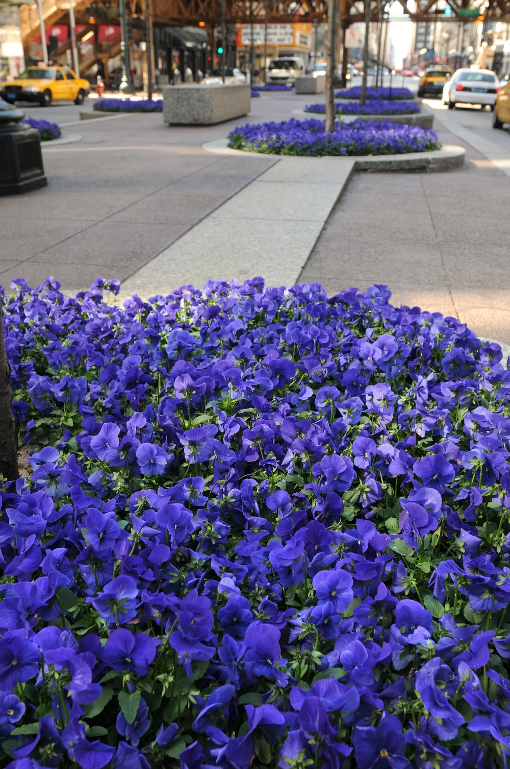 Viola wittrockiana Panola XP True Blue