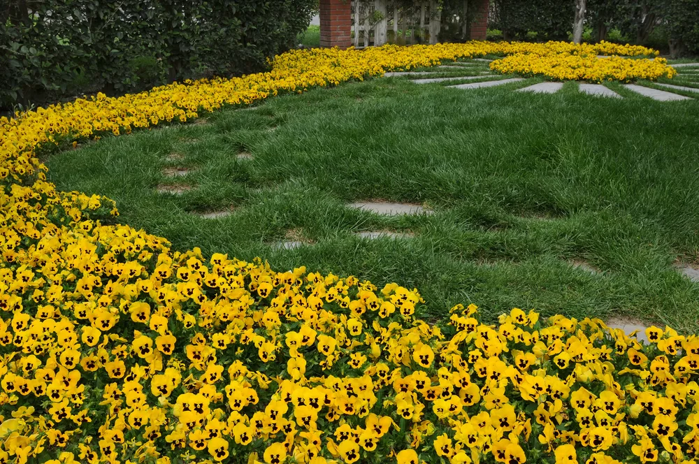 Viola wittrockiana Panola XP Yellow Blotch