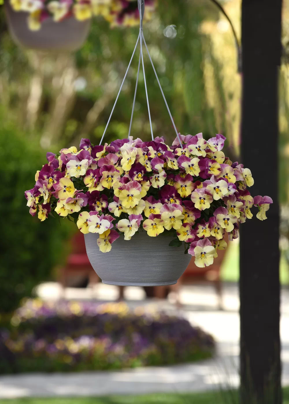 Viola wittrockiana Cool Wave® Strawberry Swirl