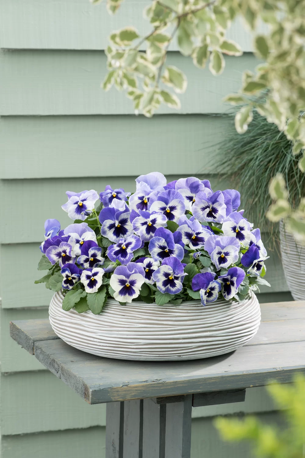 Viola wittrockiana Matrix™ Delft Blue