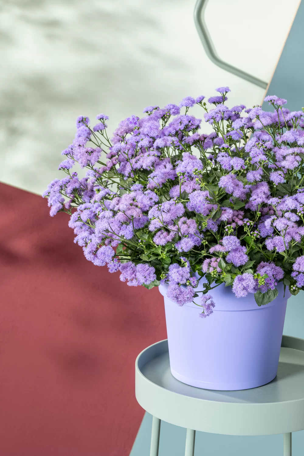 Ageratum houstonianum Monarch Magic 