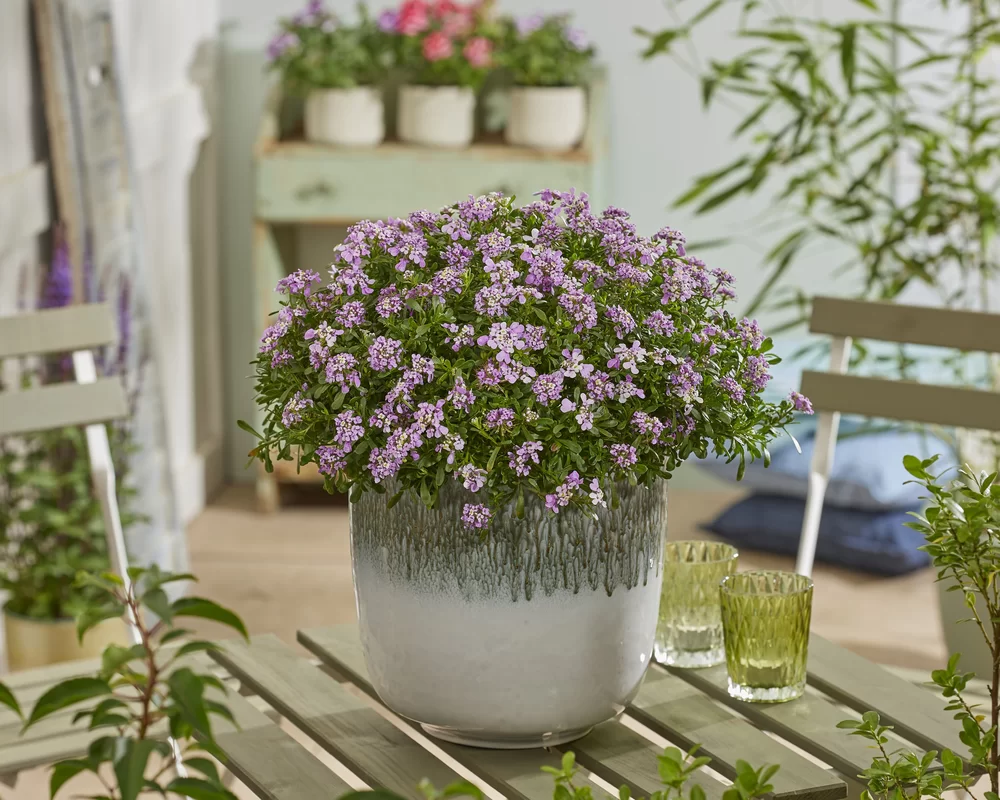 Iberis sempervirens Summer Vibes 