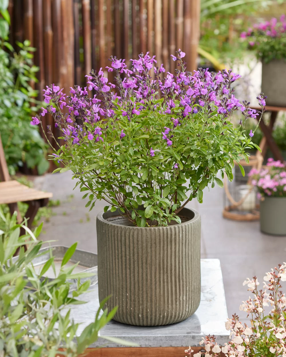 Salvia jamensis Magical® Loire