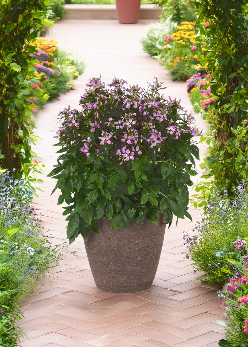 Cleome spinosa Lavender Dreams 