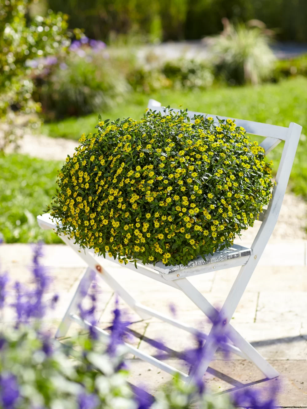 Sanvitalia speciosa Santiago Great Yellow