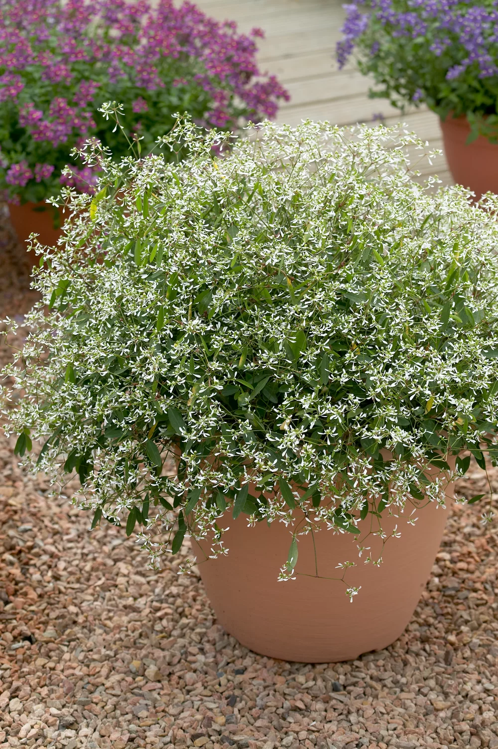 Euphorbia hypericifolia Silverfog White