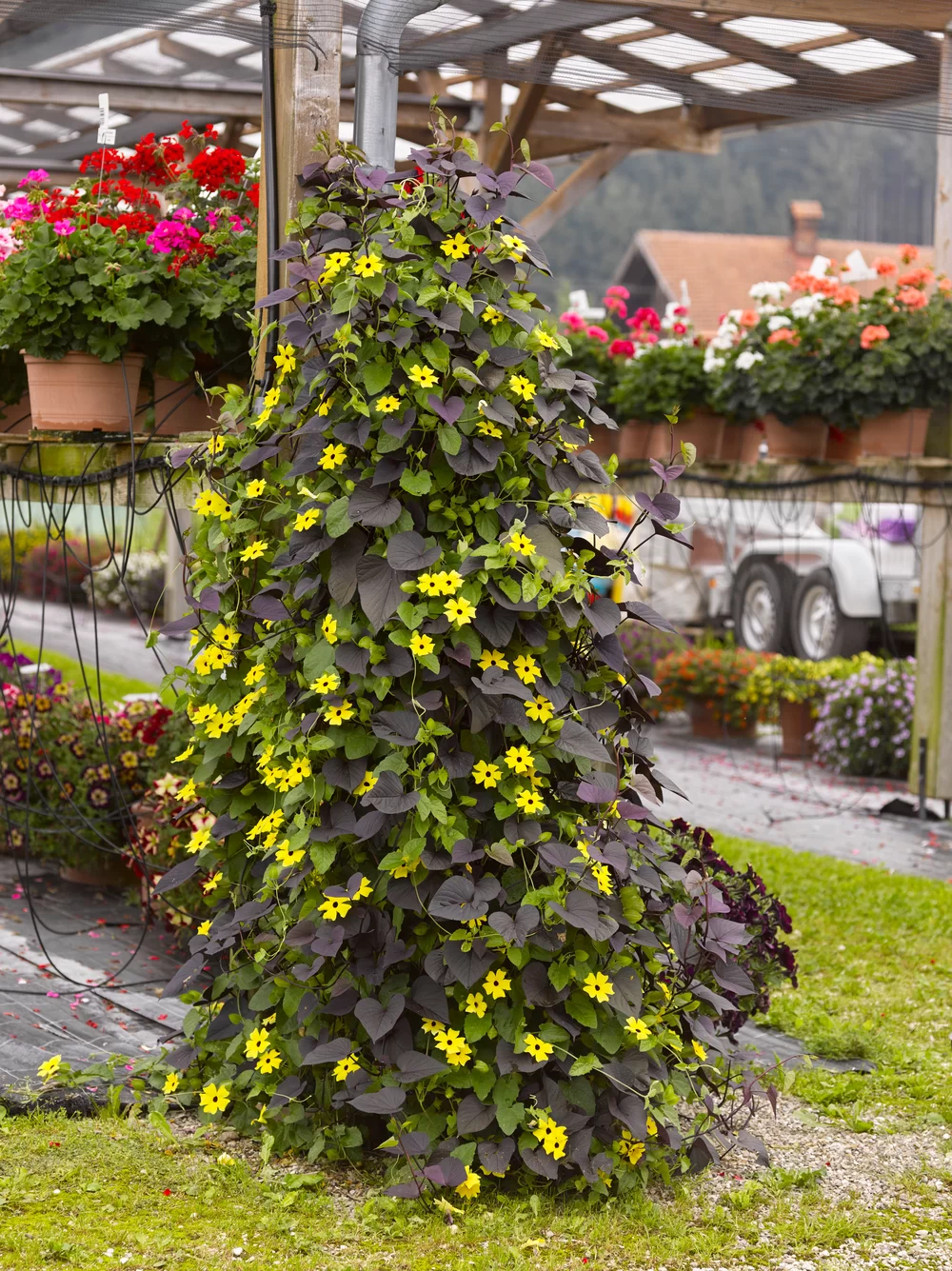 Ipomoea batatas SolarTower™ Black