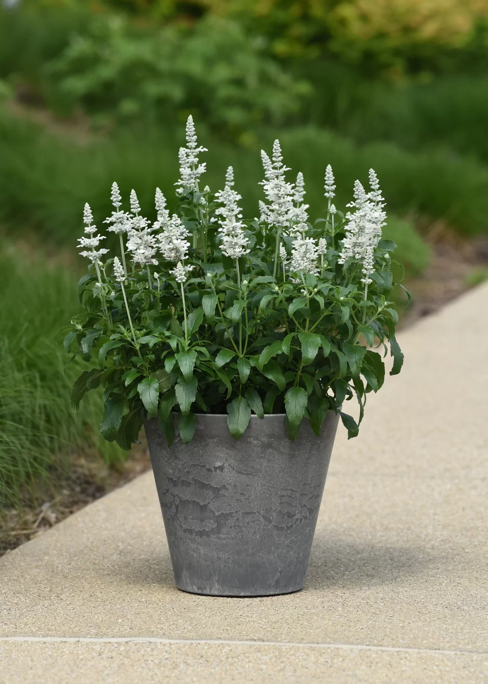 Salvia farinacea Mystical White