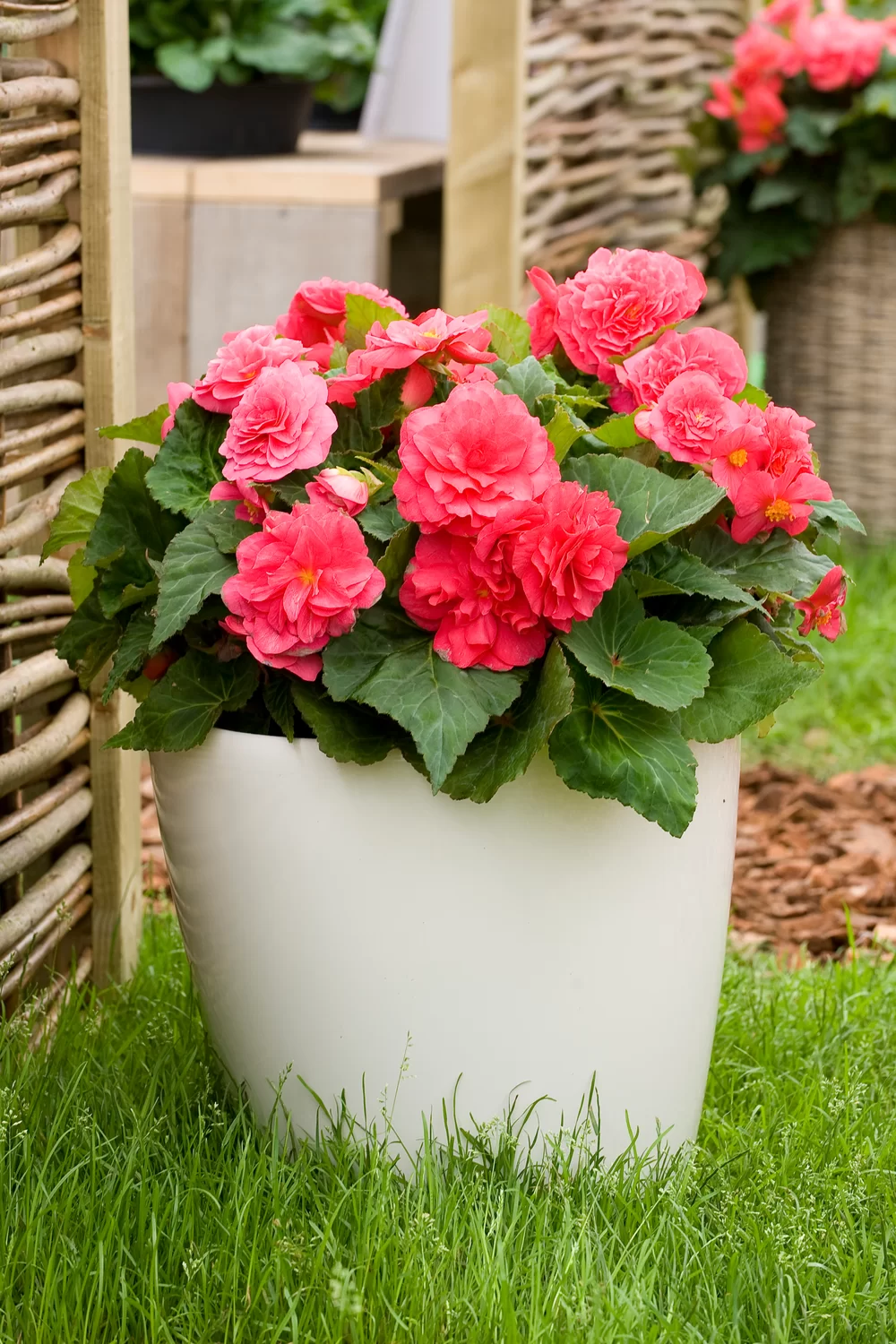 Begonia tuberhybrida Nonstop® F1 Deep Rose