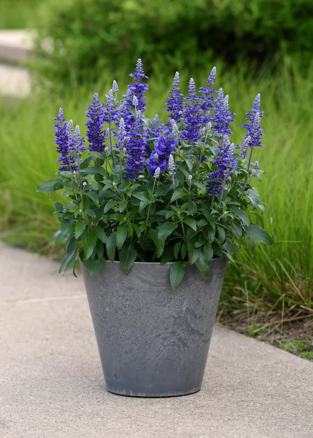 Salvia farinacea Mystical Blue