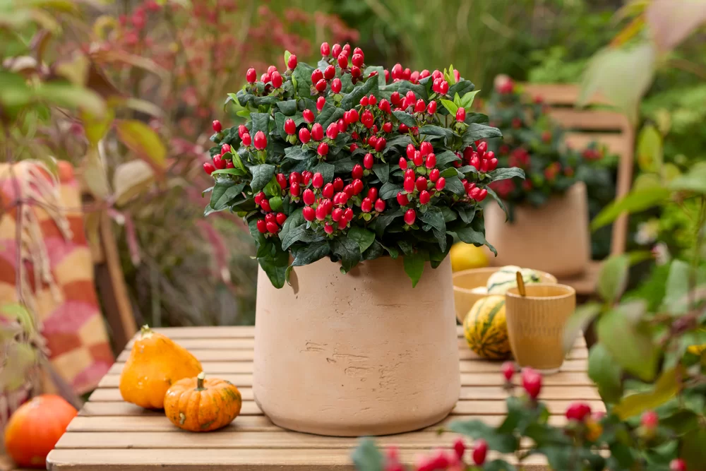 Hypericum androsaemum Pocket Gems® Red