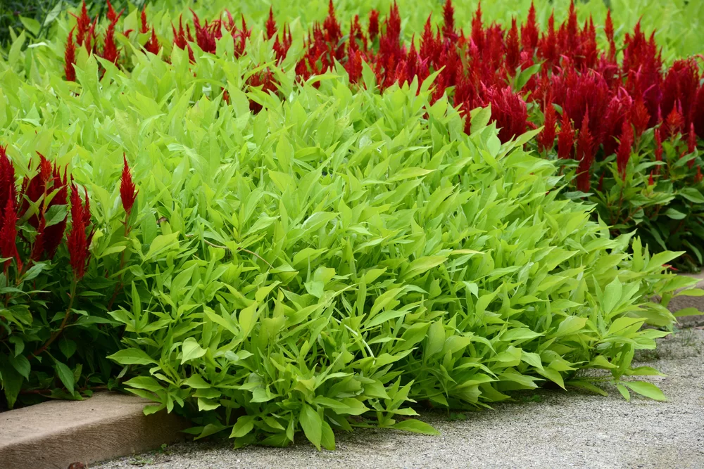 Ipomoea batatas SolarPower™ Lime Heart