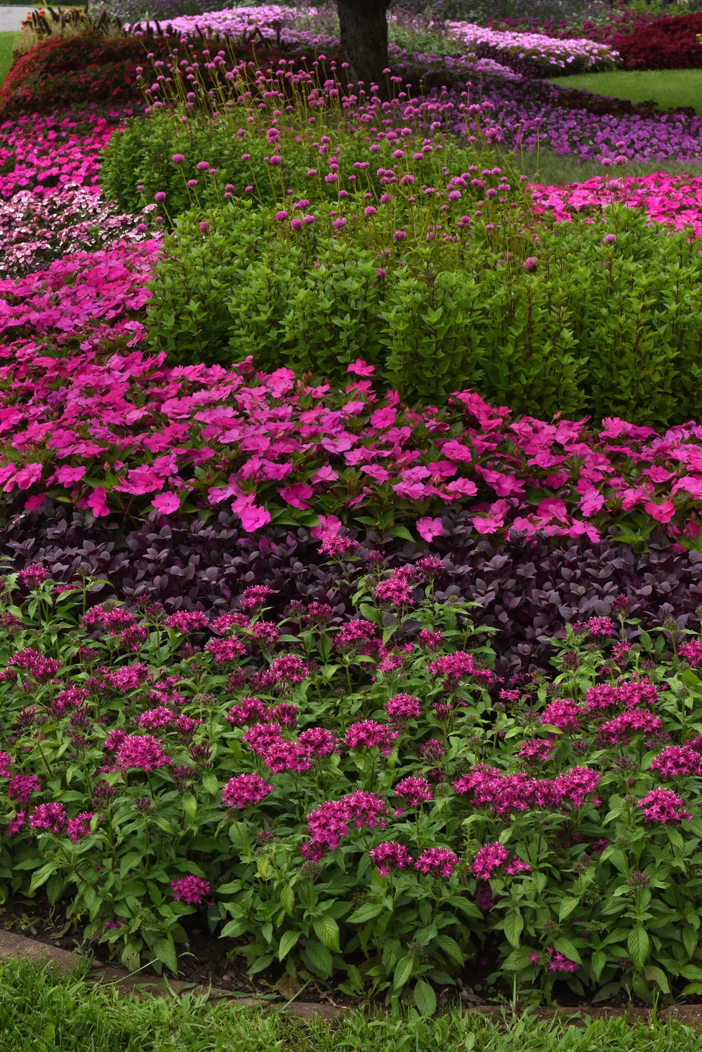 Pentas lanceolata Lucky Star Violet Impr. 