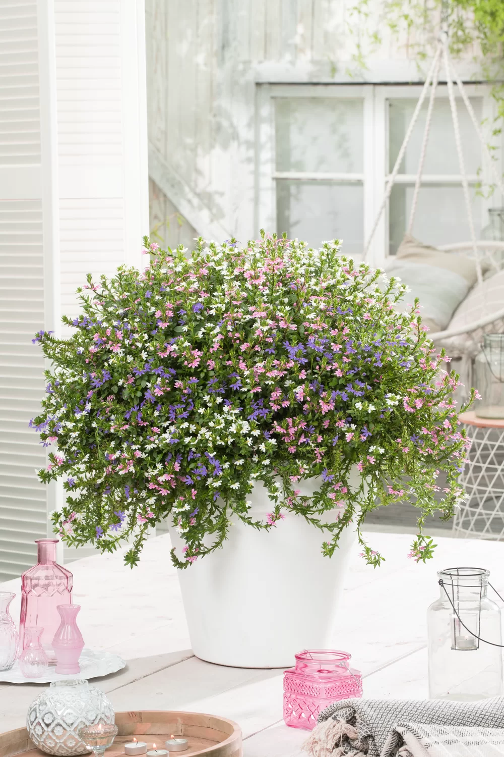 Scaevola aemula Fancy MixMasters® Fantasy Impr
