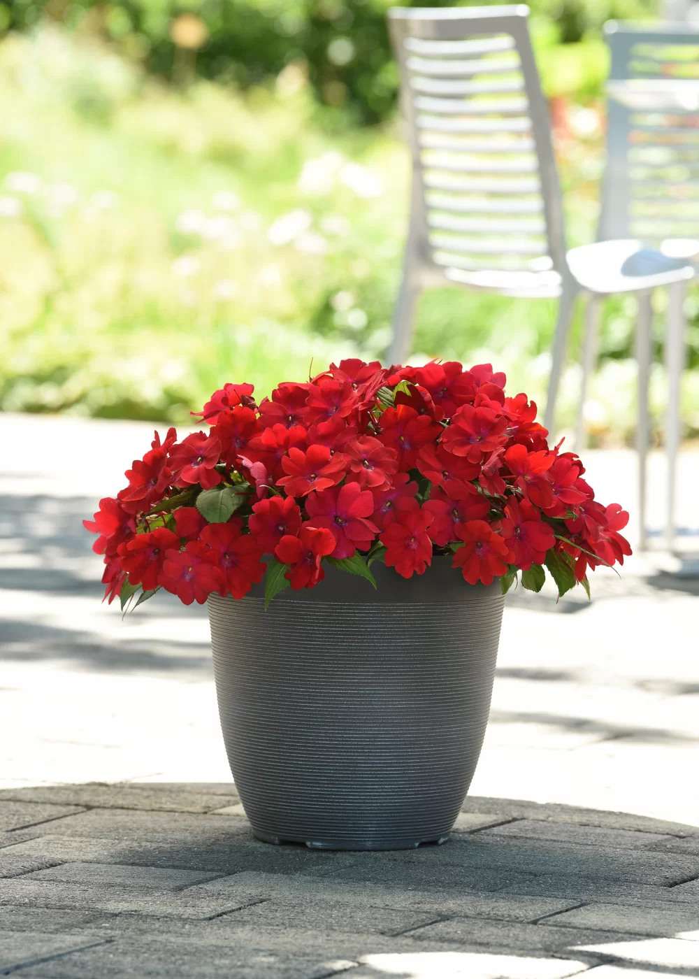 Impatiens New Guinea Solarscape® Red Glow