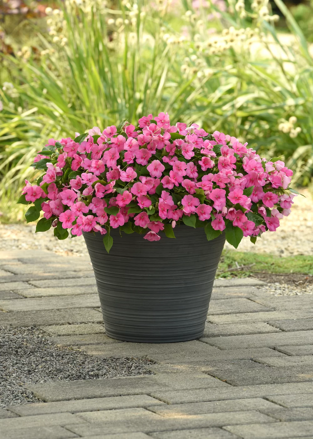 Impatiens walleriana Beacon® Pink