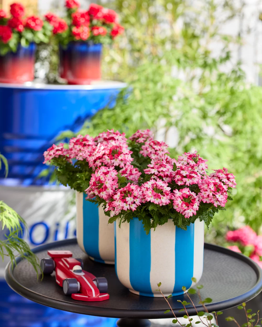 Verbena peruviana Vitessa® Compact Red Bicolour