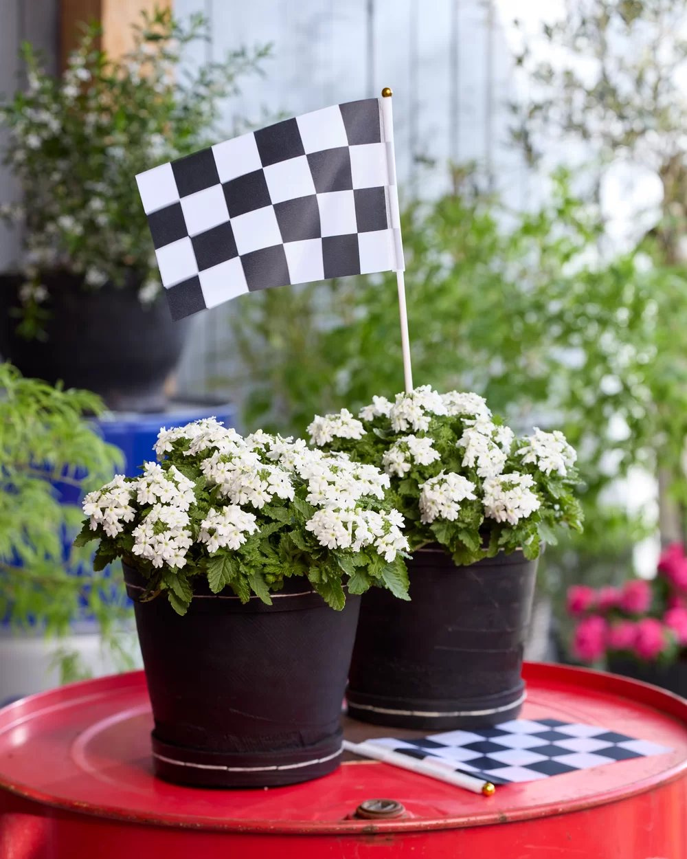 Verbena peruviana Vitessa® Compact White