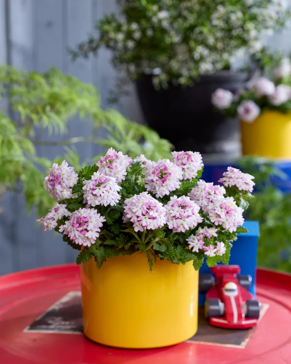 Verbena peruviana Vitessa® Compact Pink Bicolour