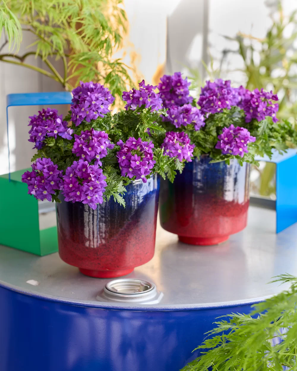 Verbena peruviana Vitessa® Compact Blue