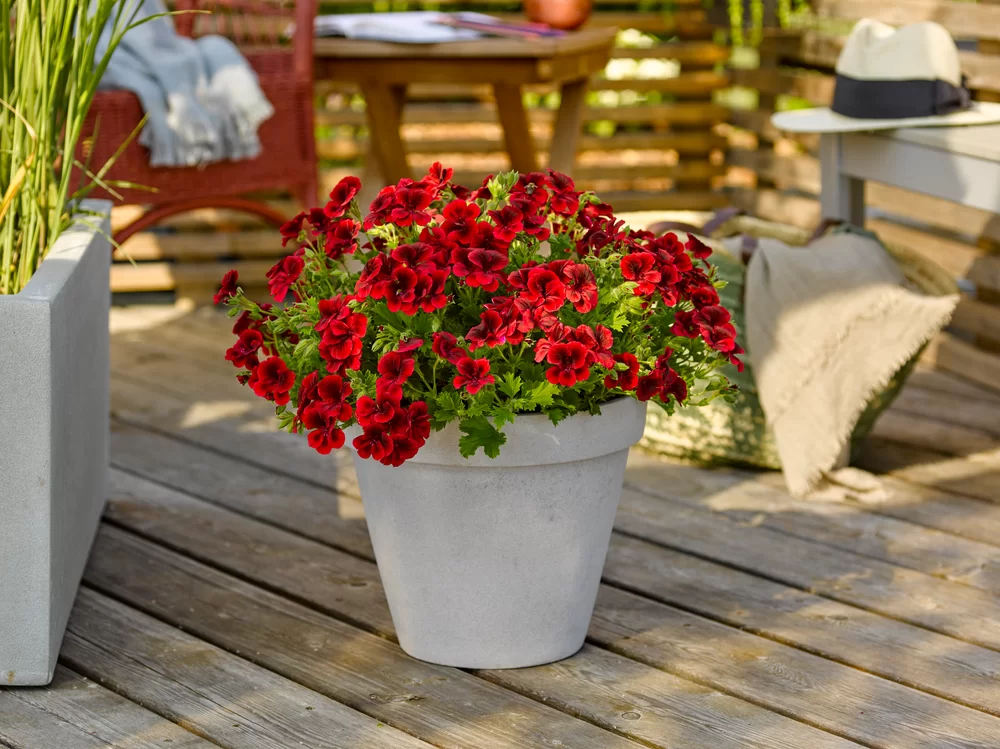 Pelargonium crispum Florella Red Eye