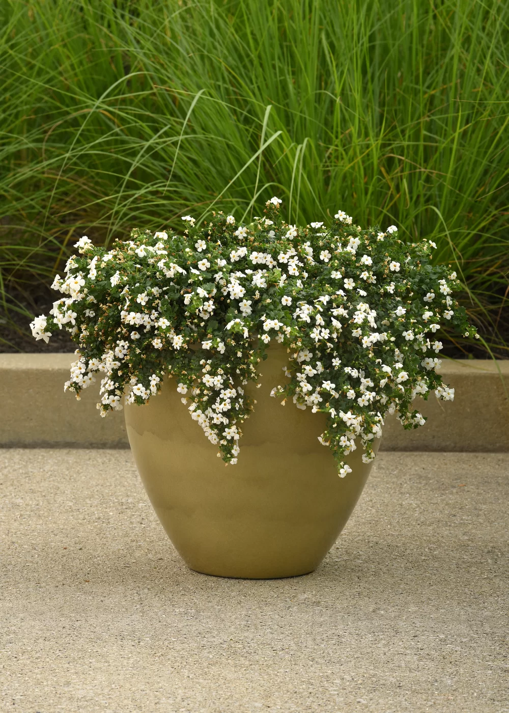 Sutera diffusus Galactic Compact White