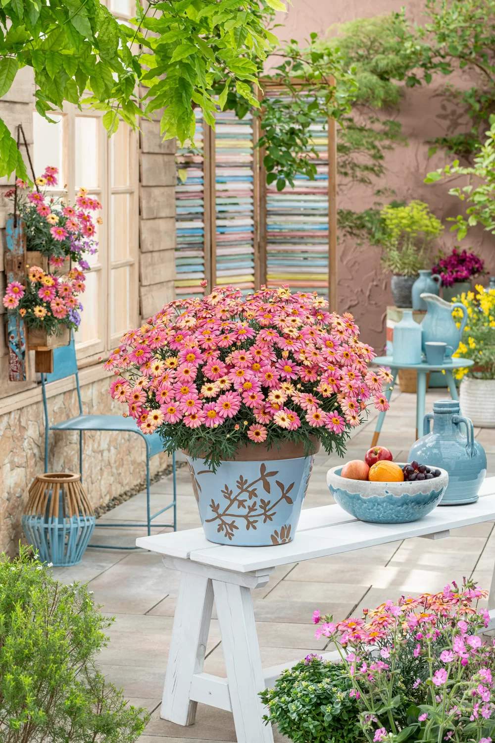 Argyranthemum frutescens Santorini Peach