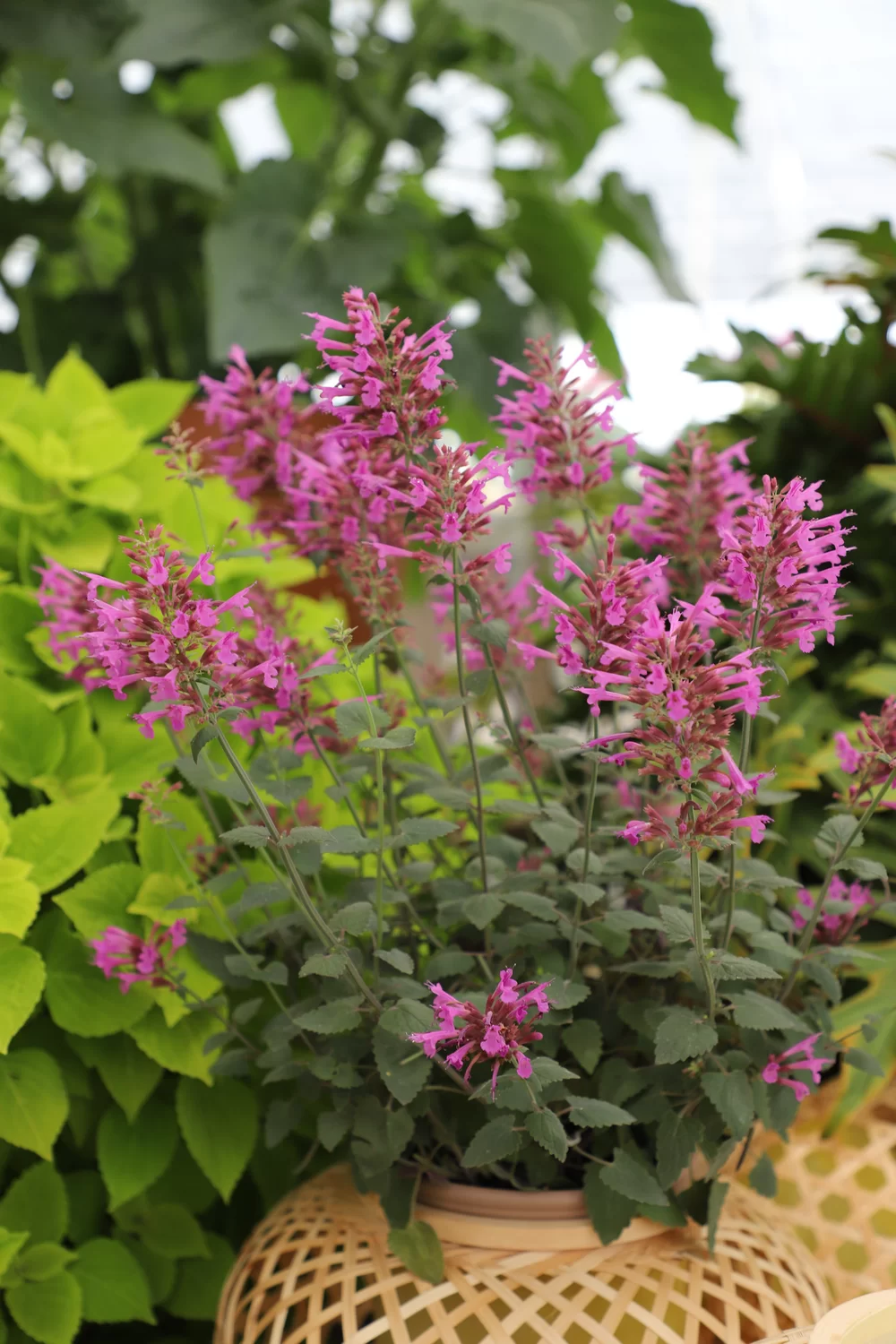 Agastache foeniculum Zuni Purple
