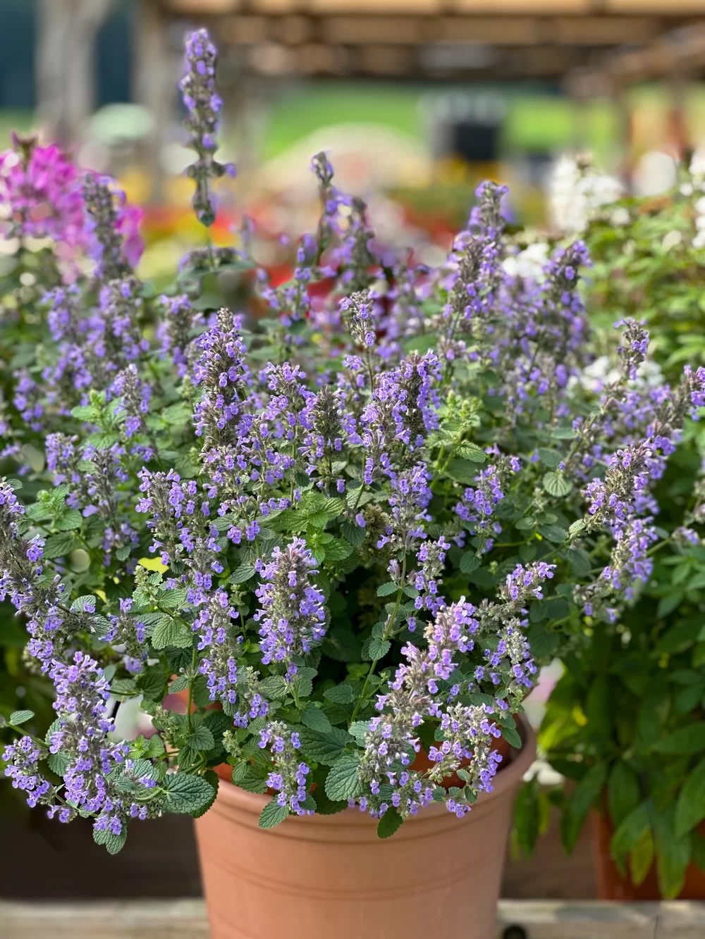 Nepeta faassenii Sky Cats Blue