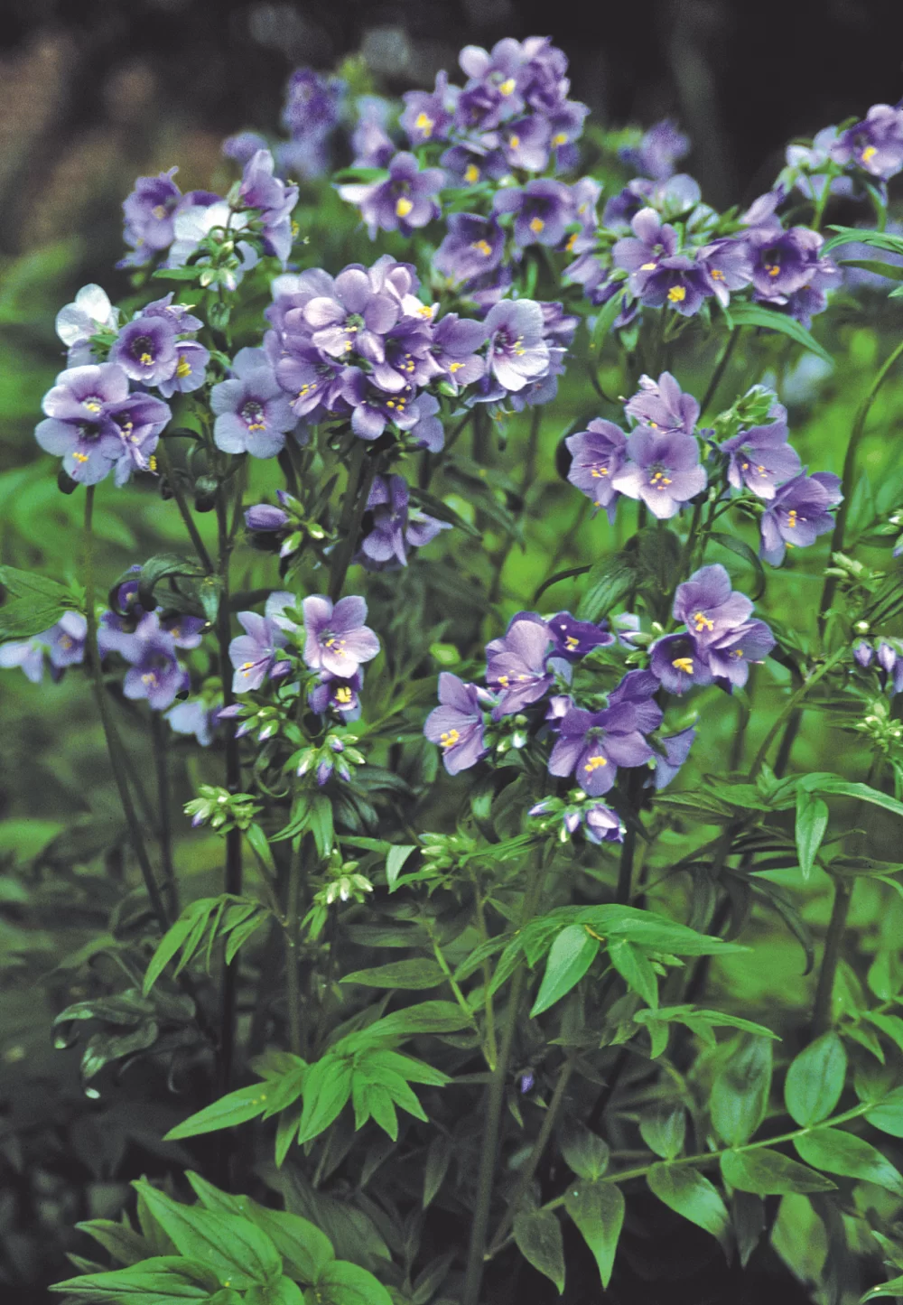 Polemonium yezoense Purple Rain