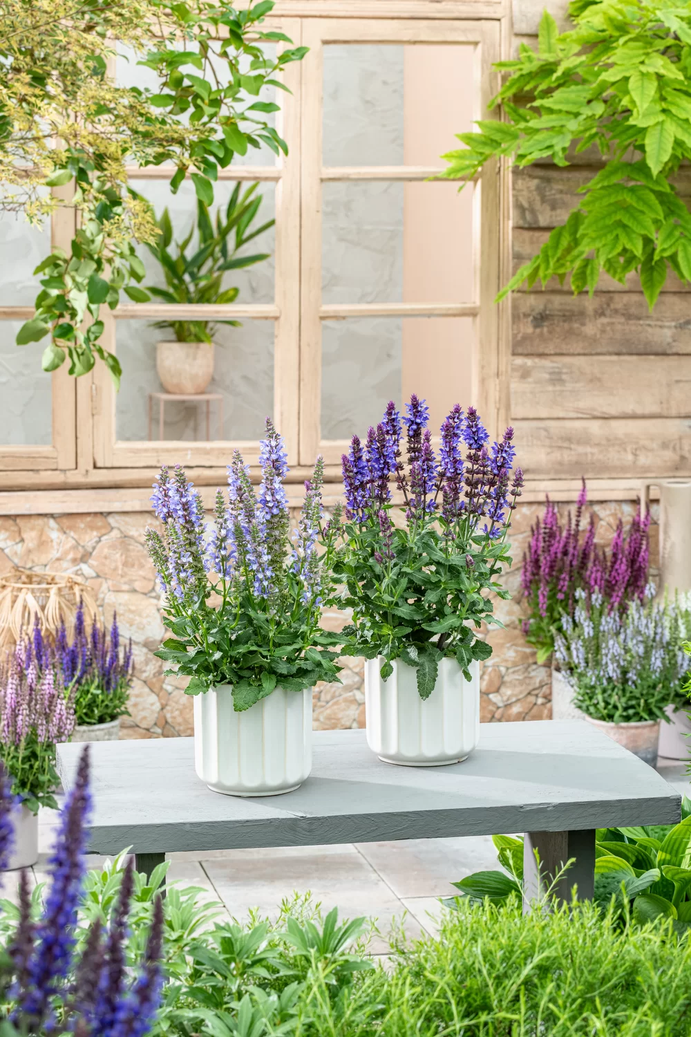 Salvia nemorosa Sensation® Medium Blue