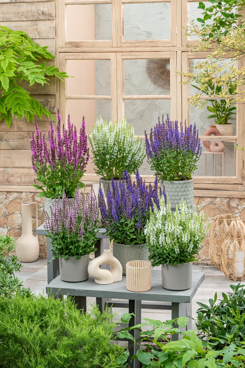 Salvia nemorosa Sensation® Medium White