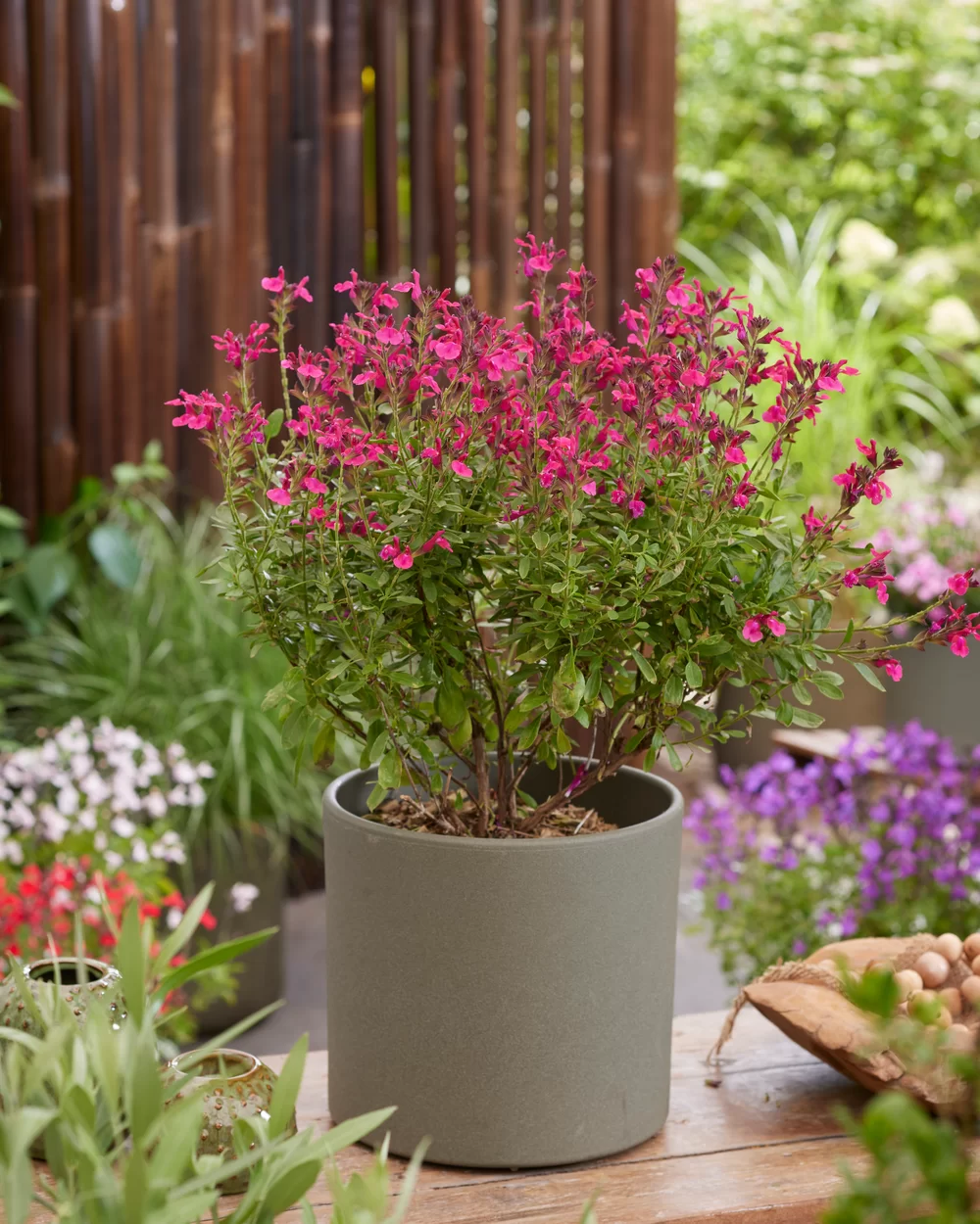 Salvia jamensis Magical® Amazone