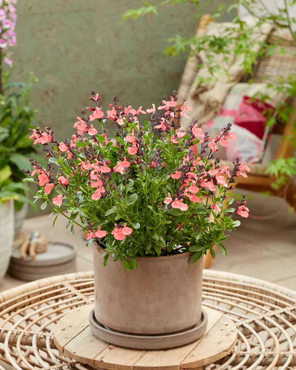 Salvia jamensis Magical® Amoer