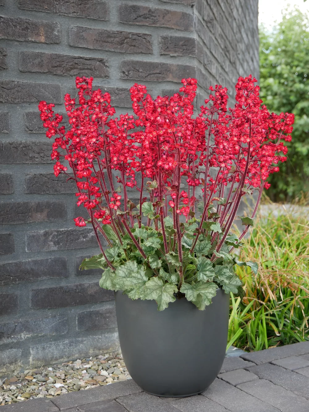 Heuchera sanguinea Heucherette Red Green Leaf